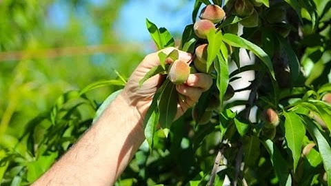 Thinning Central Valley Peaches with Harold McClarty