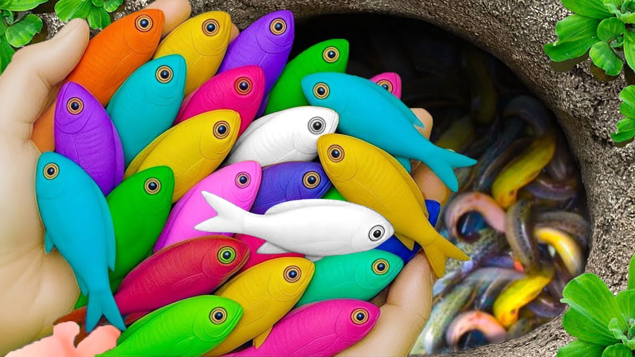 В небольших прудах можно поймать красивых аквариумных рыбок: детенышей черепах, угрей, карпов кои...