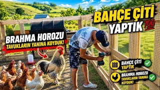 Bahçeyi Çit İle Böldük⛔️ Brahma Horoz Betona Bir Sürü Tavuk 🐔 Civcivleri Saldık 🐥 Çiftlik Köy İşleri