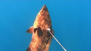 Πίγκα (mottled grouper) 5kg!!!