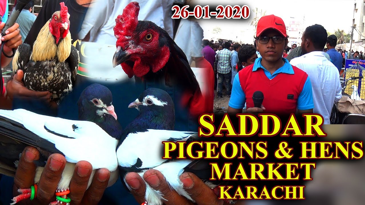 Saddar Rooster and Pigeon Market Karachi RD 26-1-20 Rooster and Pigeons for sale (JAIC) Video Saddar Rooster and Pigeon Market Karachi RD 26-1-20 Rooster and Pigeons for sale (JAIC) Video