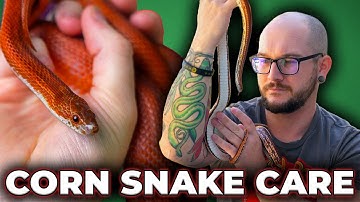 Complete Corn Snake Care Guide 2025