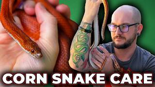 Complete Corn Snake Care Guide 2025