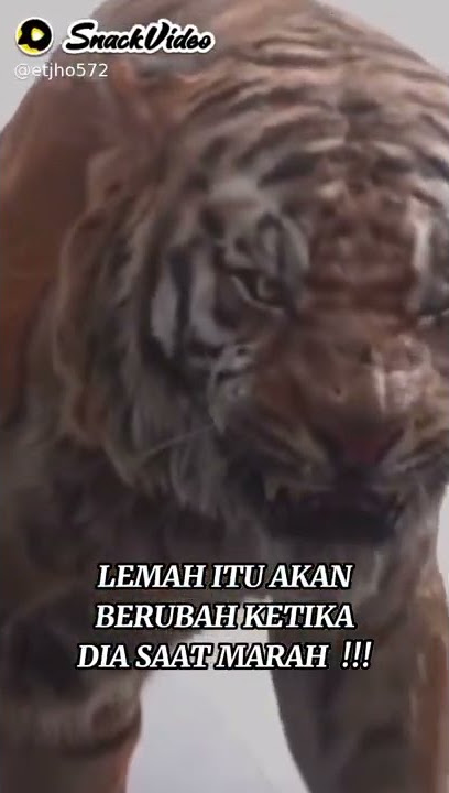 jangan coba coba melayani orang pendiam
