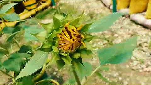 GRADE 6 PERFORMANCE TASK INTLE 6 ICT