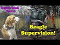 Our beagle buddy supervises the septic tank installation  part 2 of the install