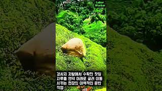 언덕 아래로 굴리는 차밭 농부의 놀라운 운반 노하우 #worker #process #skill #countryside #life