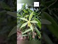 Vanilla 🤤🤍 |How it is extracted | #unknownfacts