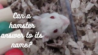 Can a Hamster answer to its NAME? by With My Own Two Hands 1,682 views 2 years ago 6 minutes, 56 seconds