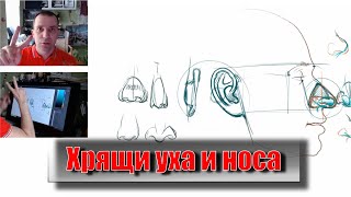 Хрящи уха и носа. Пластическая анатомия. - А. Рыжкин