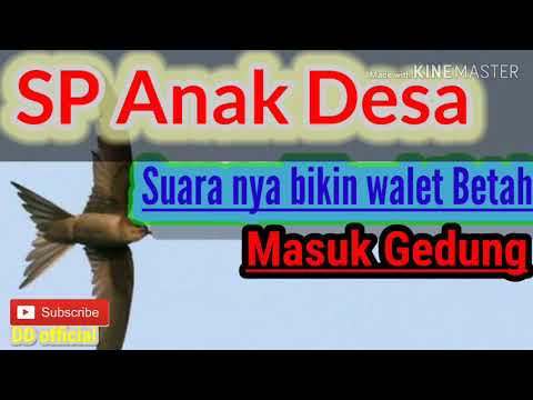 SP Anak Desa Sudah Teruji Bikin walet betah masuk Gedung
