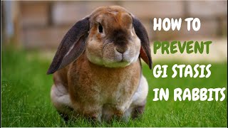 How To Prevent Gi Stasis In Rabbits