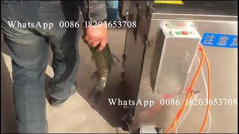 fish scale and gut removing machine/ fish processing machine