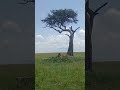 Male lions resting at Maasai Mara National reserve