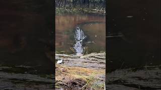 Penampakan buaya terseram di sungai #buaya #scary #seram #mancing #fishing #bolang #petualang