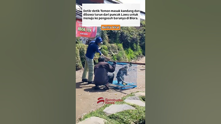 TEMON !! Monyet Milik Mbok Yem Gunung Lawu Akhirnya Dibawa Turun