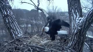 Decorah Eagles, Long Stick Delivery by UME2 \& Attempted Mating 11\/29\/18