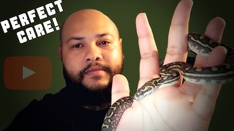 CARPET PYTHON CARE // How I care for carpet pythons.