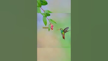 did you know about hummingbird #unique #uniquefacts #shorts