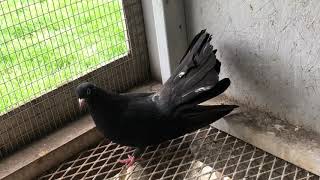 Измаильские Турманы! Молодежь , гоняю голубей Измаильские Турманы! Молодежь , гоняю голубей