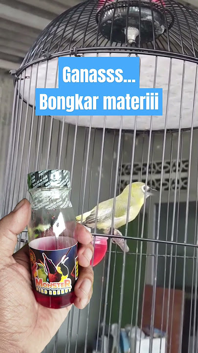 Pleci gacor bongkar isian