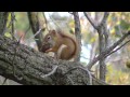 BEST Video For Cats Ever!  Birds,Chipmunks, Squirrels, and Rabbits,