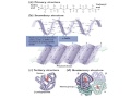 Protein Structure Quiz