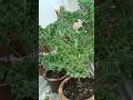 Trồng cải Kale (cải  xoăn)#mebim #rausạch #trongrauthuycanh #andaman