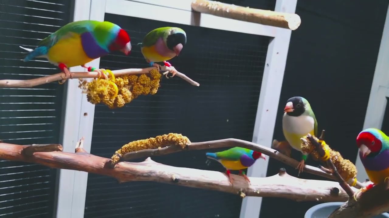 Virtual Bird Watch 09 - Finches to relax the mind  ASMR