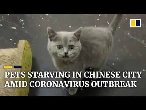 Pets abandoned by people fleeing the coronavirus outbreak in China