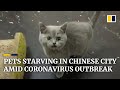 Pets abandoned by people fleeing the coronavirus outbreak in China