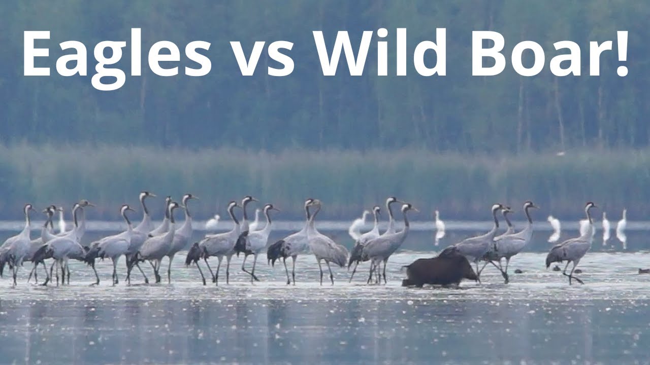 Chaos at Dawn – Cranes, Eagles and a Wild Boar