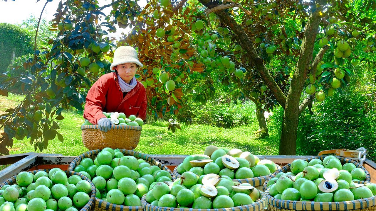 Harvest Ripe White Sapodilla To Sell At The Market, In The Afternoon ...