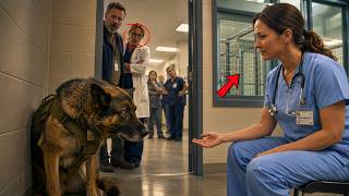 Information A Nurse Was Asked to Visit a Retired K9 Shelter Until She Found Terrified K9 Hiding in a Corner News