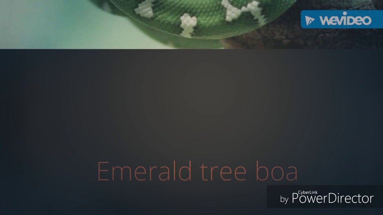 camera iphone 8 plus apk The Emerald tree boa