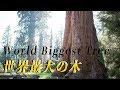 世界最大の巨木 セコイア国立公園 カリフォルニアトリップ DJI osmo Pocket