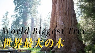 世界最大の巨木 セコイア国立公園 カリフォルニアトリップ DJI osmo Pocket