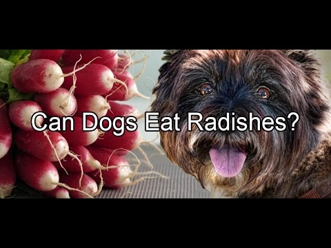 Vidéo: Les chiens peuvent manger des radis?
