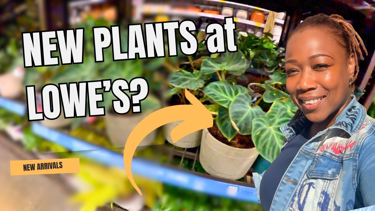 В магазине Lowe’s этих растений быть не должно было…