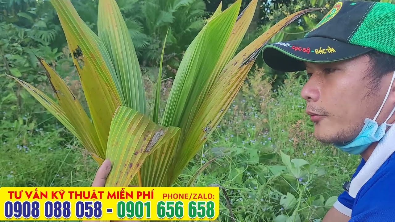 Cách chăm sóc cây dừa mới trồng - Phun thuốc gì