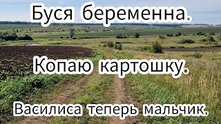 Копаю картошку. Буся беременна. Василиса теперь мальчик.