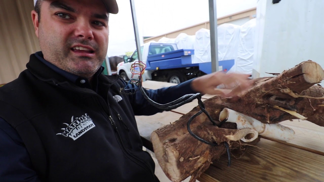 Irrigation Pipes and Tree Roots