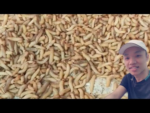 Video Hướng dẫn cách nuôi sâu sáp phần 2 || Instructions on... - youtube
