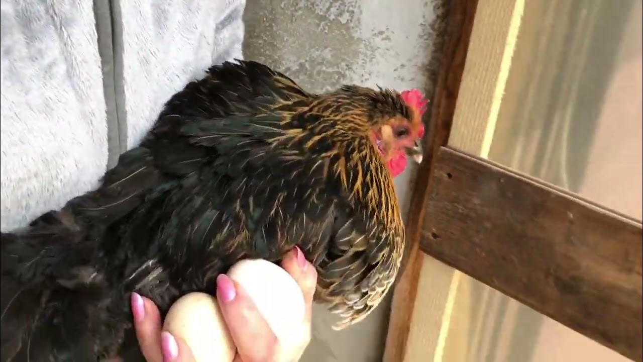 Как отучить курицу сидеть на яйцах