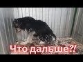 Забрали из отлова несчастную Нюру  Что дальше?