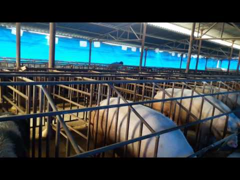 lumbini livestock pigs farm rupandehi nepal