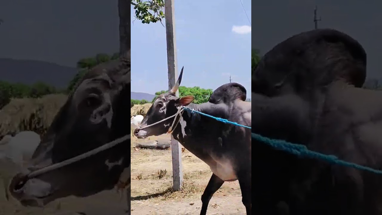 Halemavinakere studbull