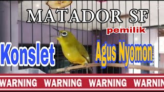 PLECI KONSLET SATU KALI NAPAS SAMPE SOBEK-SOBEK PARUH NYA MILIKNYA AGUS NYOMON MATADOR SF