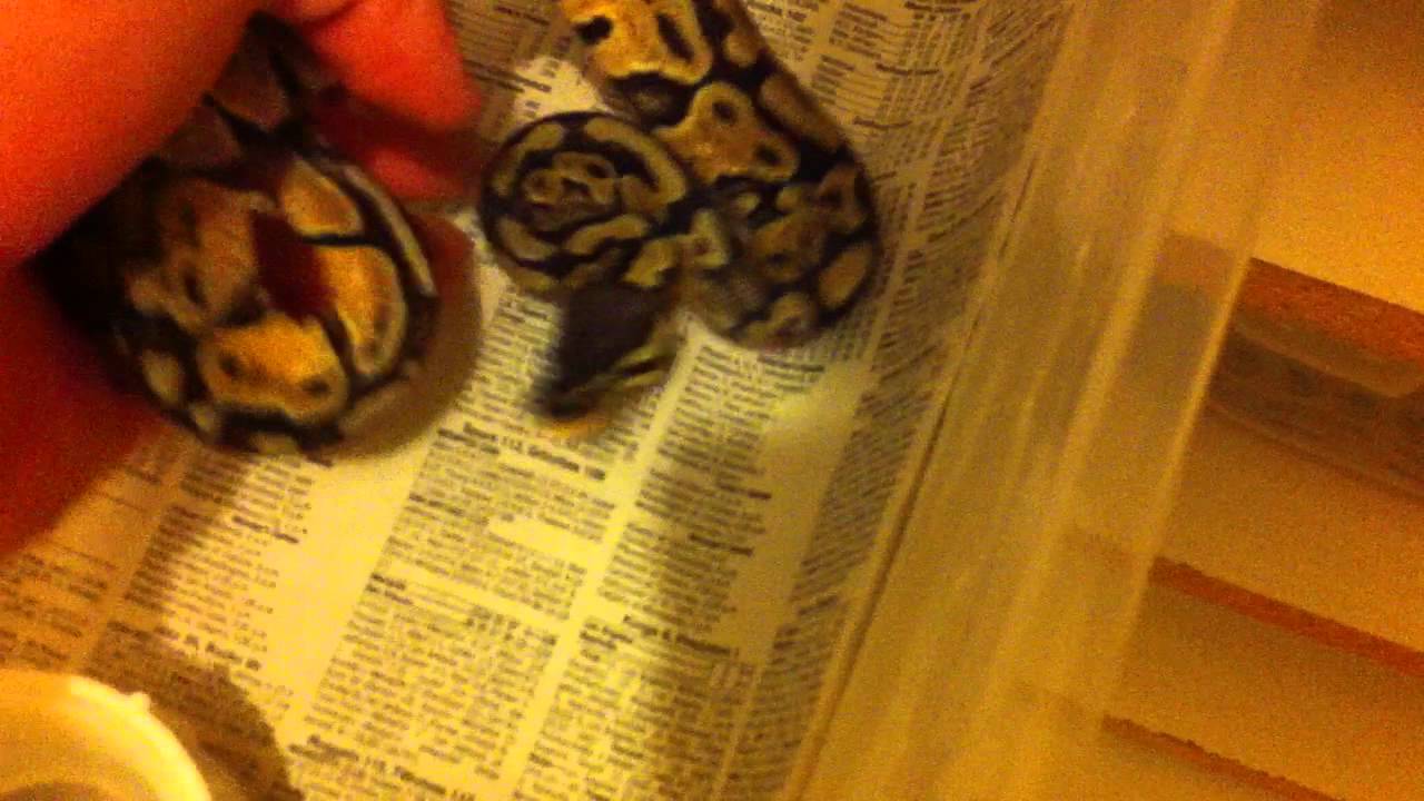 video phone beyonce mp3 New Addition and Ball Python Updates