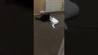 IMG 2624
